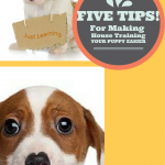 five-tips-for-making-house-training-your-puppy-easier