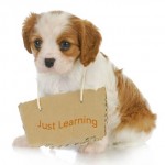 puppy-training-tips-1
