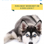 Do-Siberian-Huskies-Always-Run_Away-When-Not_On-Dog-Leash