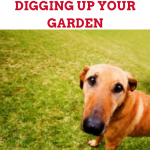 How to keep your dog from digging up garden (1)