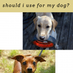 What-type-of-dog-collar-should-i-use