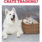 benefits-crate-training