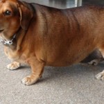 chubby-dog-e1427405848720-700×400