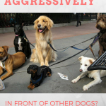 dog-act-aggressively-around-other-dogs-more-general-version