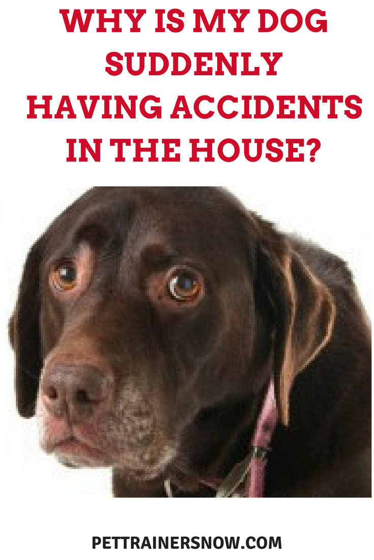 dog having accidents in house