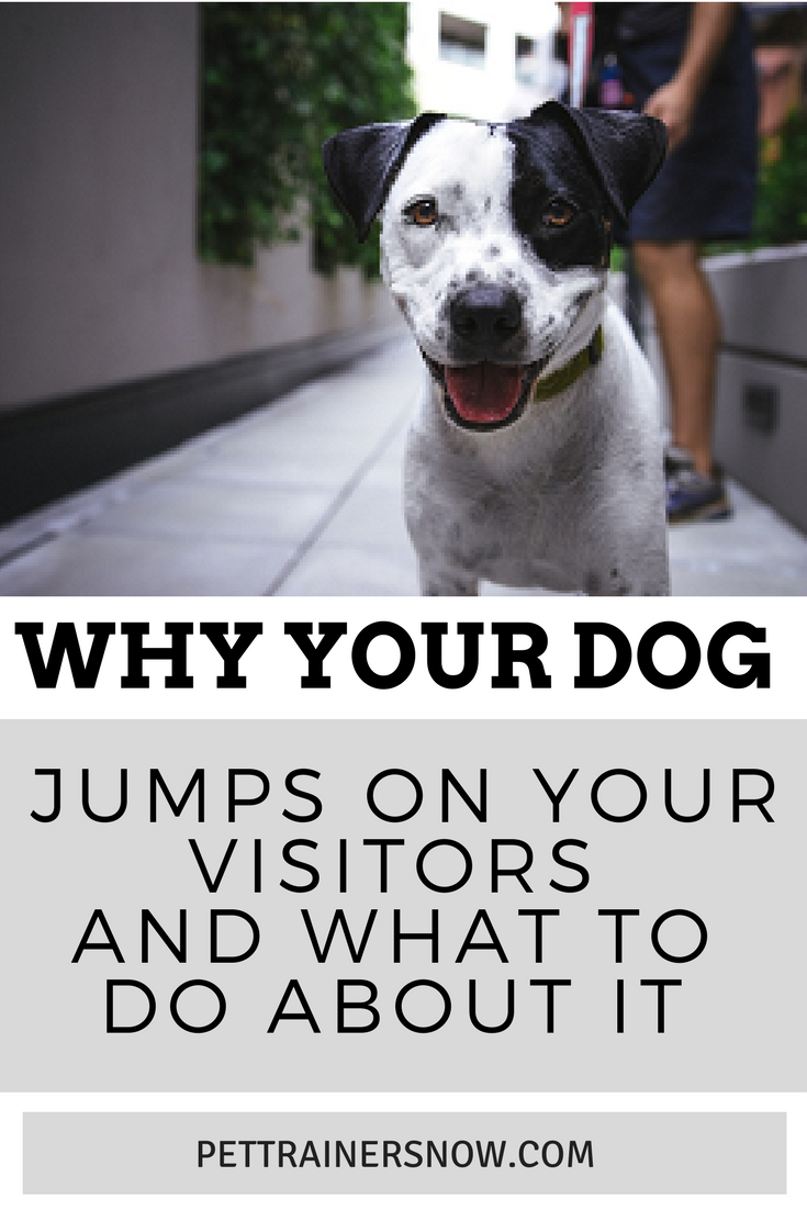 dog jumps on visitors