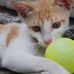 kitty-with-ball-1