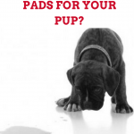 puppy-training-pads