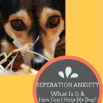 seperation-anxiety