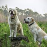 labrador-breed-dogs-animal