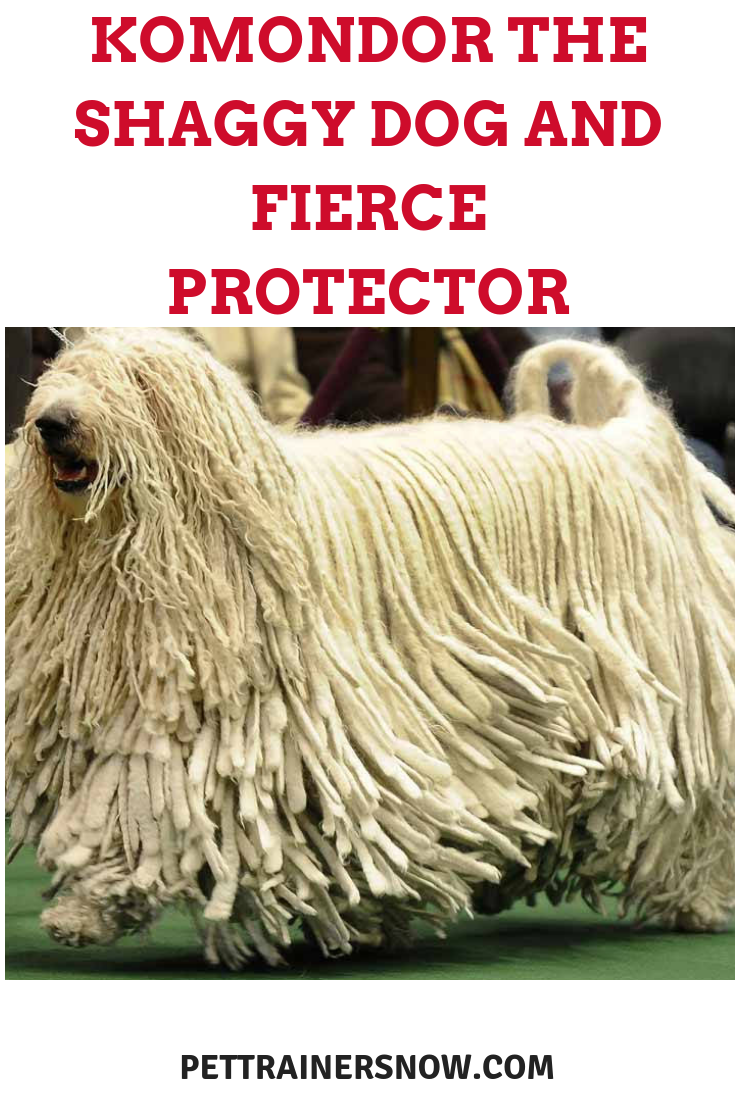 komondor-shaggy- dog-protector