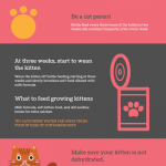 Pink and Grey Caring for Kittens Process Infographic