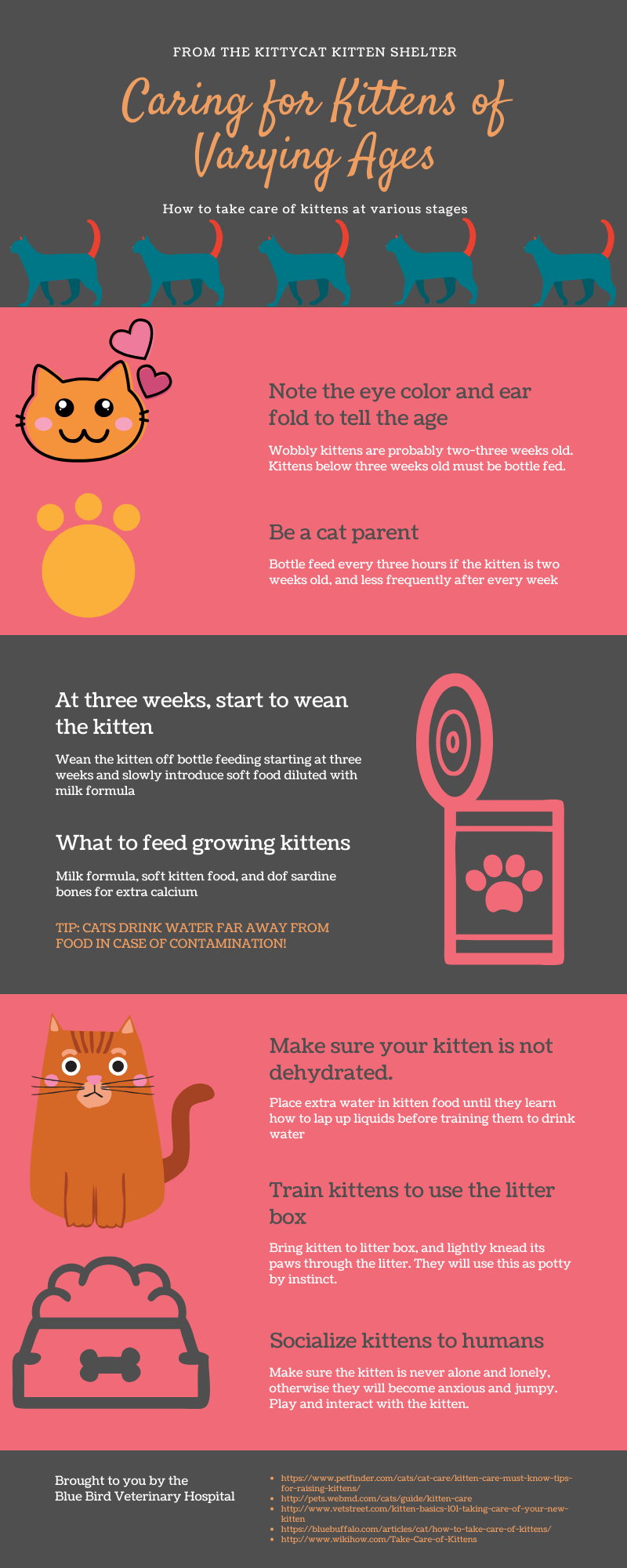 basic kitten care