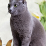 Russian-blue-pettrainersnow