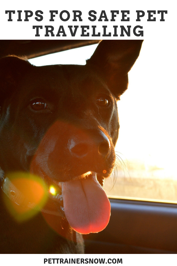 tips of travelling safely with your dog