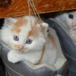 cat-basic-kitten-care
