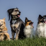 four-dogs-general-health-issues