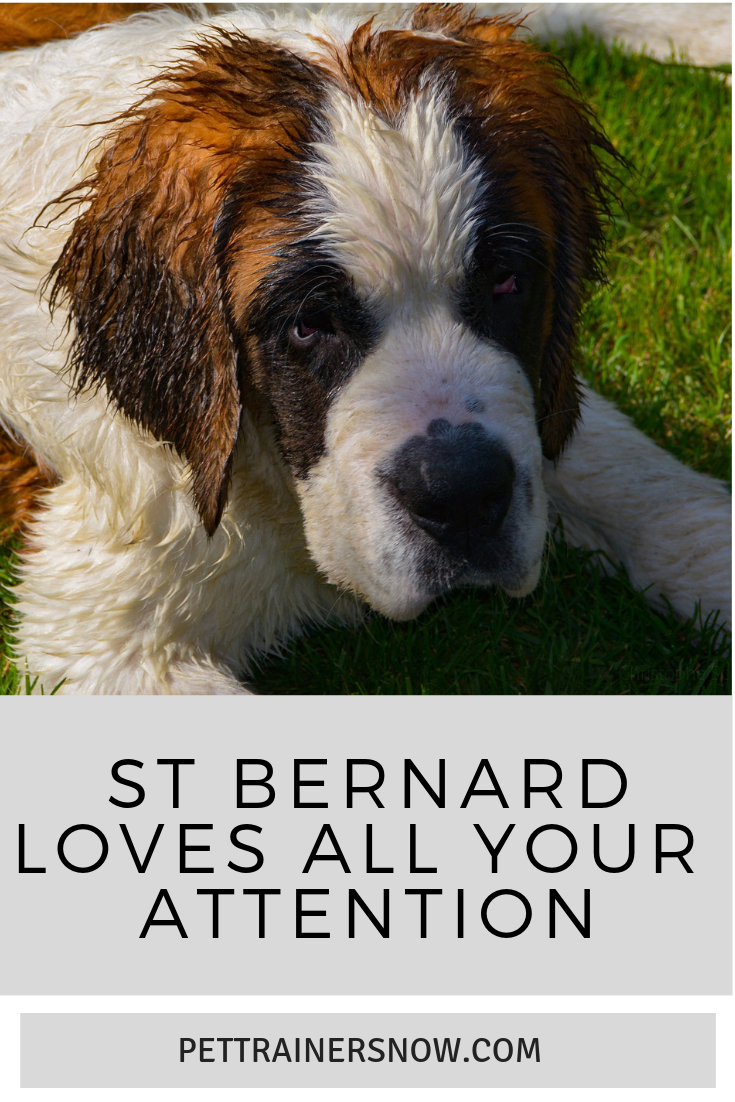 saint bernard the medical dog