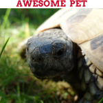 turtle-can-be-awesome-pet